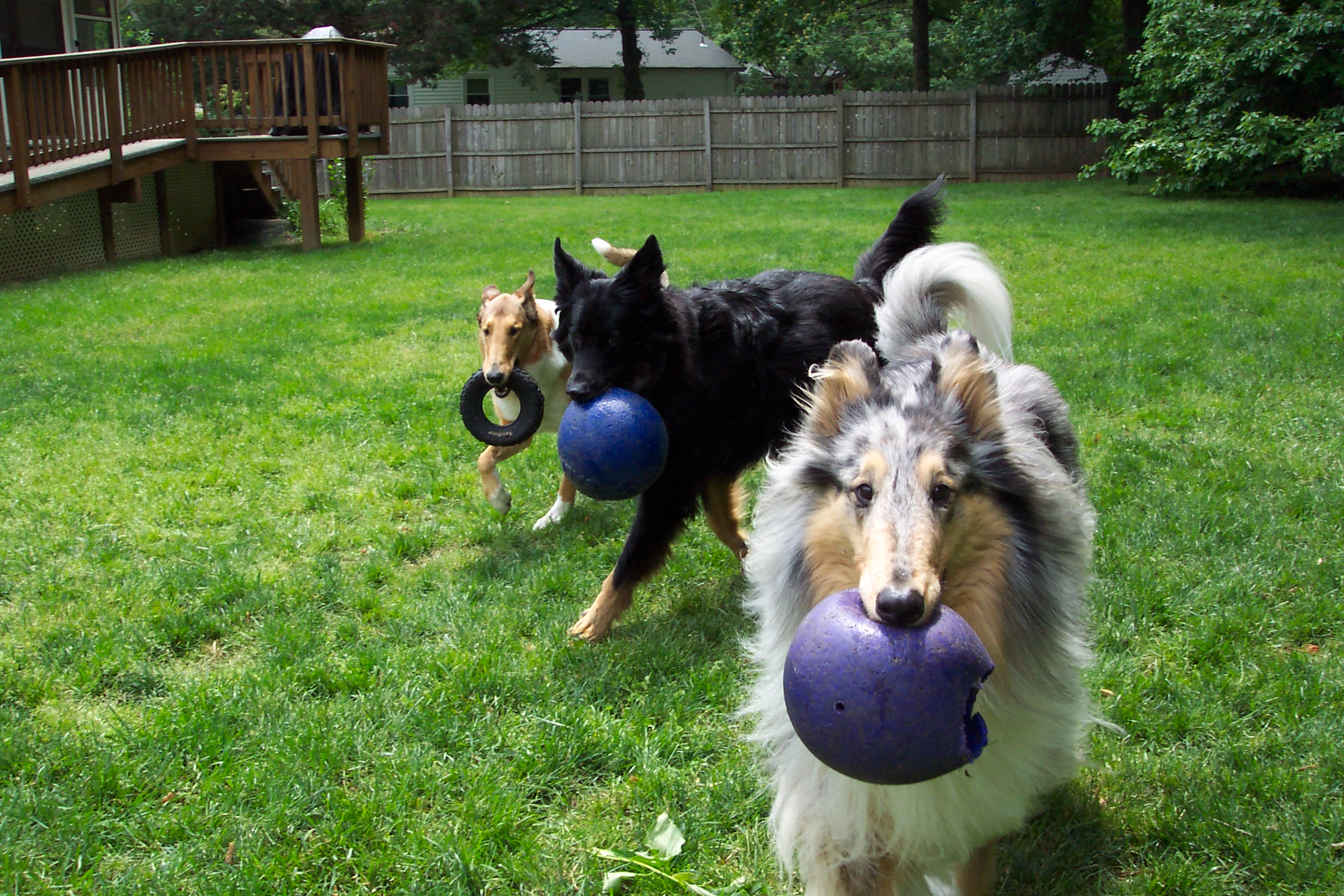 Happy playing dogs with balls