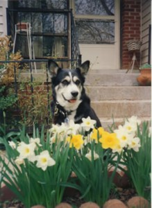 Husky mix with daffodils