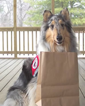 Service Dogs for Children