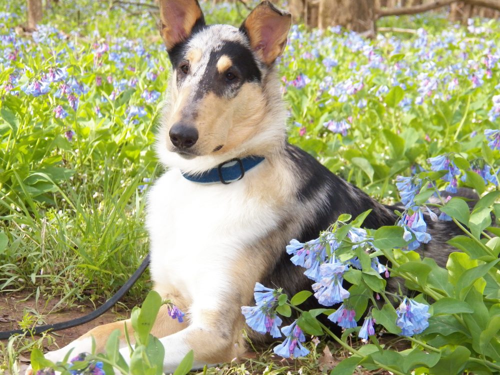 Blue merle smooth collie among bluebells