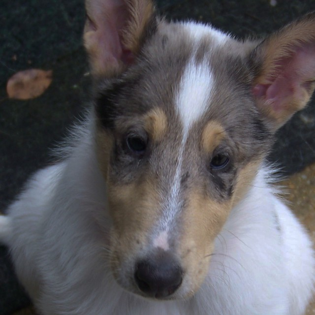 Service Dog Puppy Raising Myths