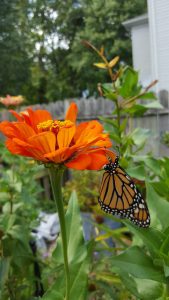 Monarch butterfly on a zinnia