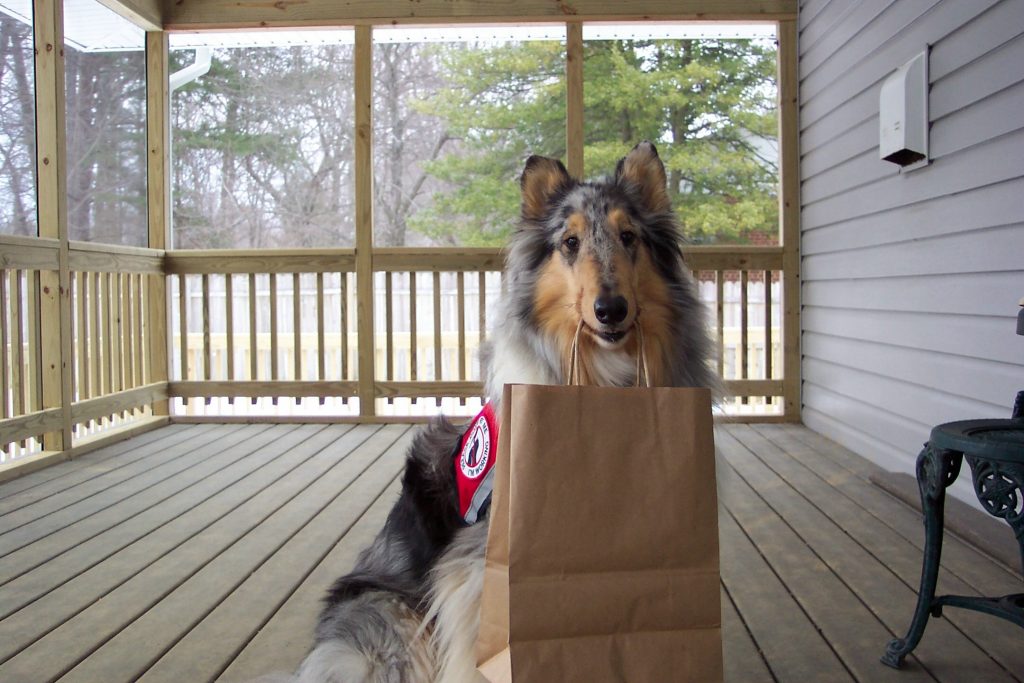 Service dog collie with bag