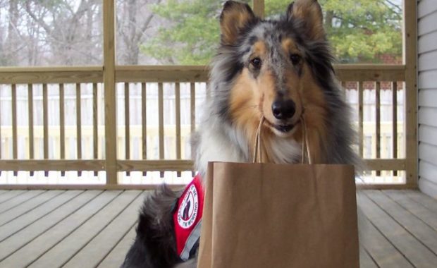 Service dog collie with bag