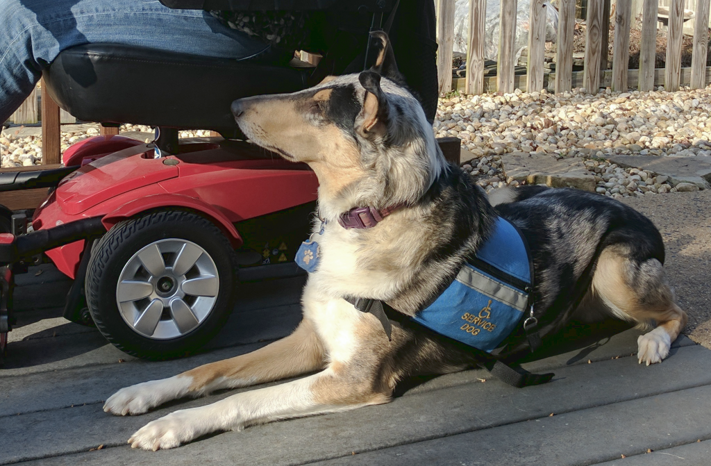 Mobility Service Dog Tasks Cooperative Paws