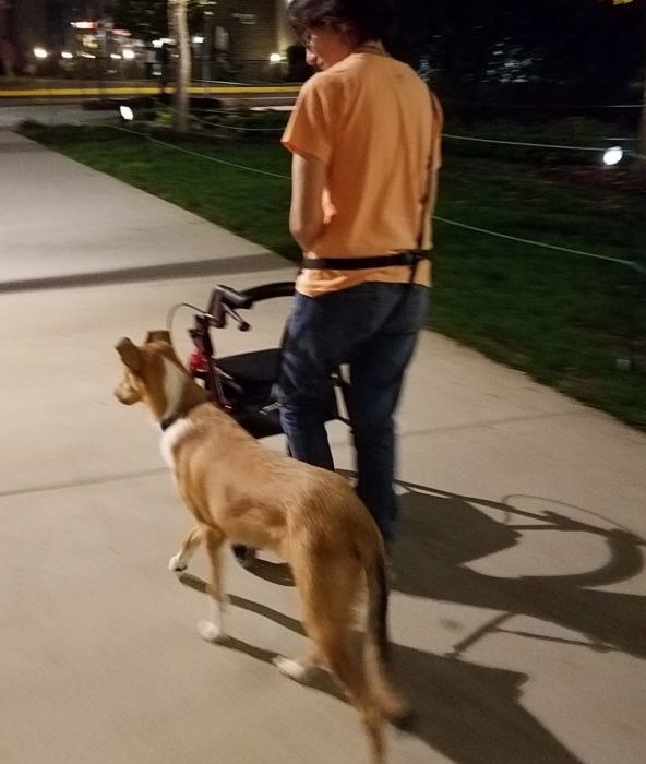 woman using walker and service dog in training