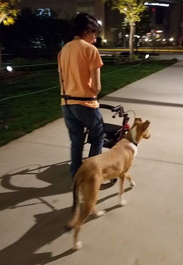 woman using walker and service dog in training