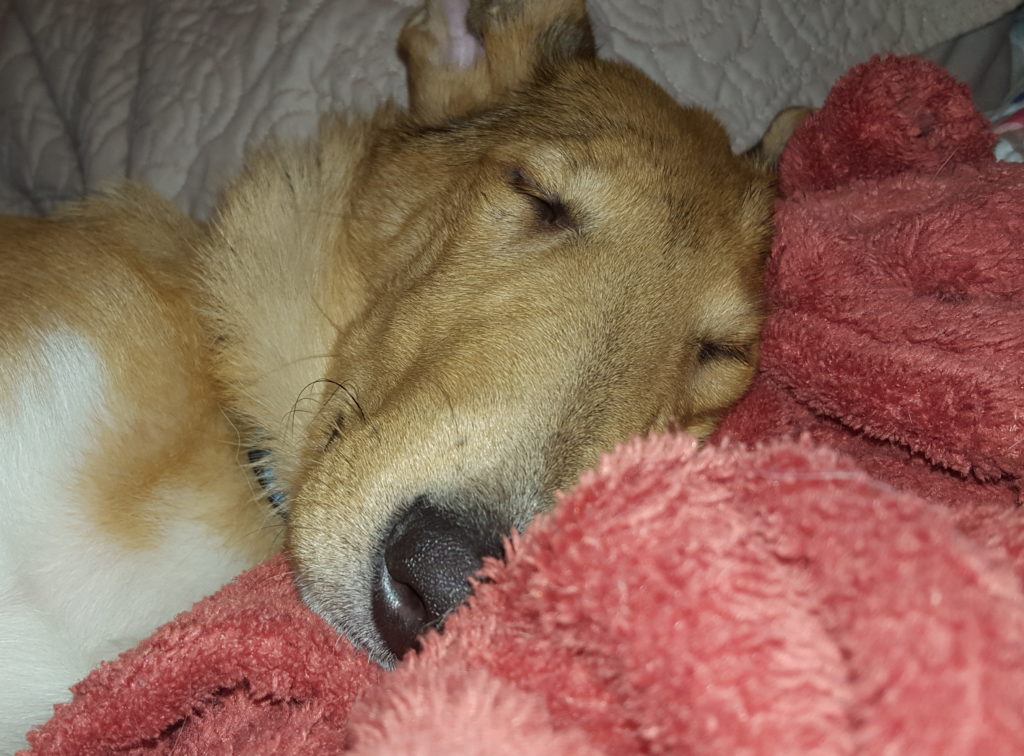 sleeping puppy