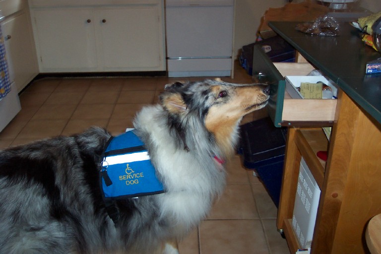 collie service dog closing drawer
