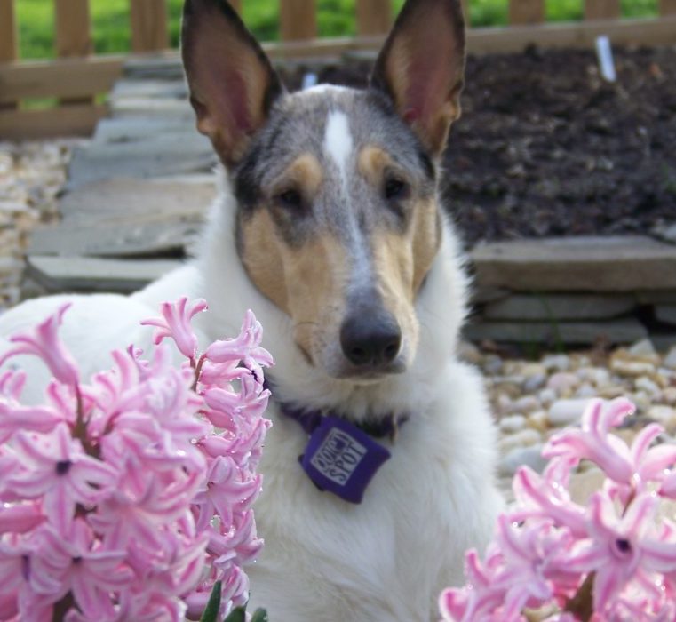 Working Dog Lessons from the Garden