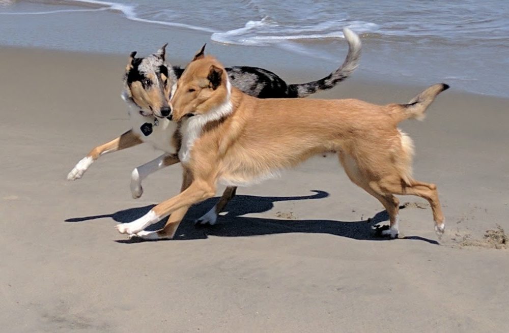 Vacation Days for Service Dogs