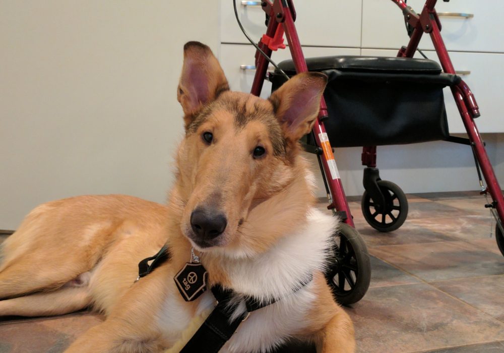 A Great Service Dog Candidate