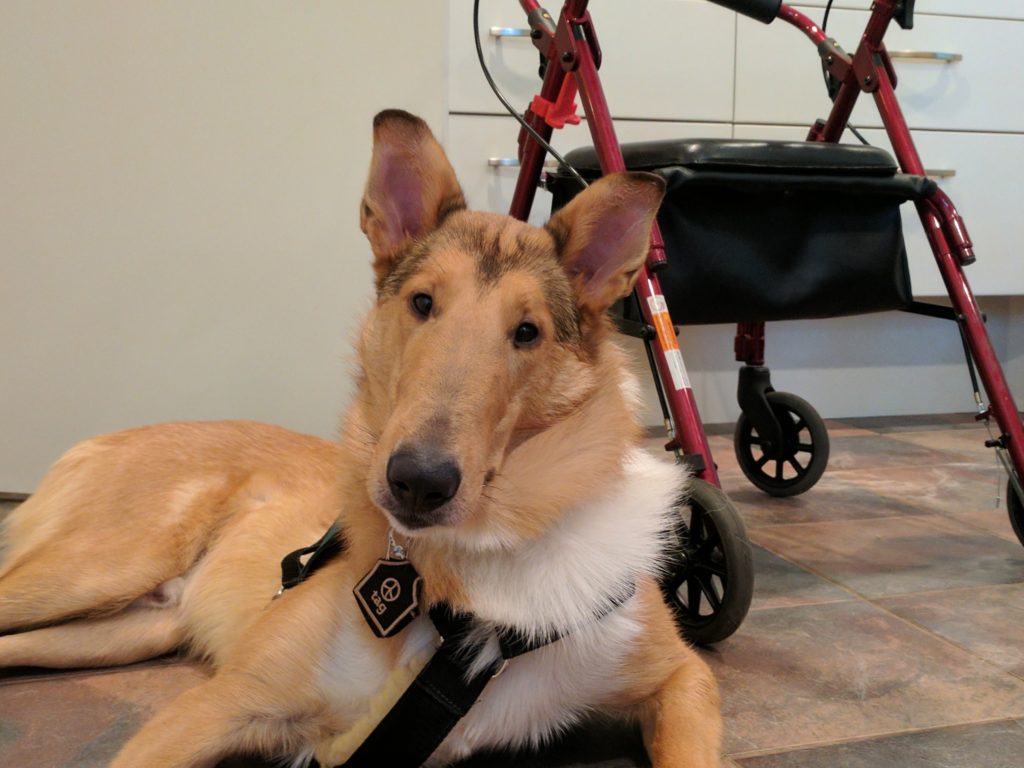 smooth collie service dog candidate in front of a walker