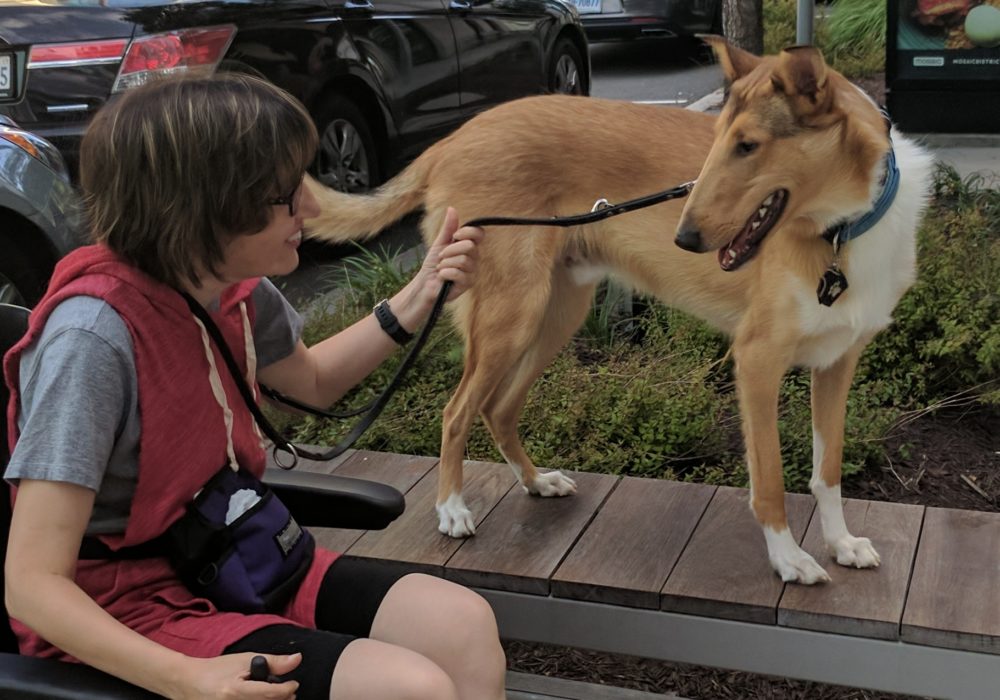 Preventing Burn Out in Working Service Dogs