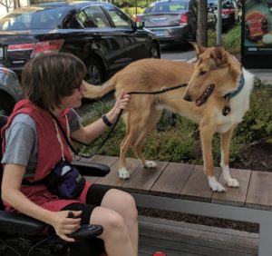 Smooth collie service dog in training on a bench and professional trainer in wheelchair