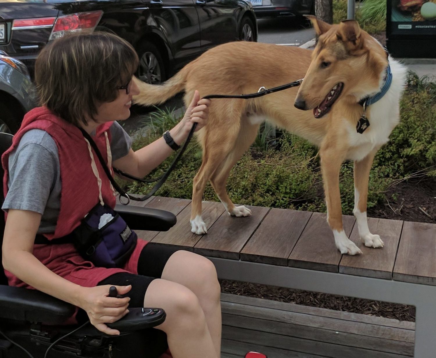 Smooth collie service dog in training on a bench and professional trainer in wheelchair