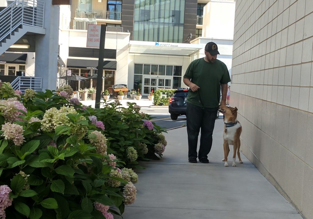 service dog in training with a man walking