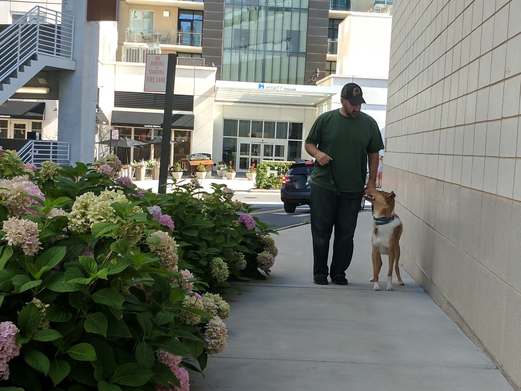 service dog in training with a man walking
