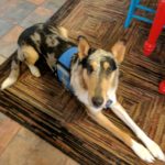 service dog collie