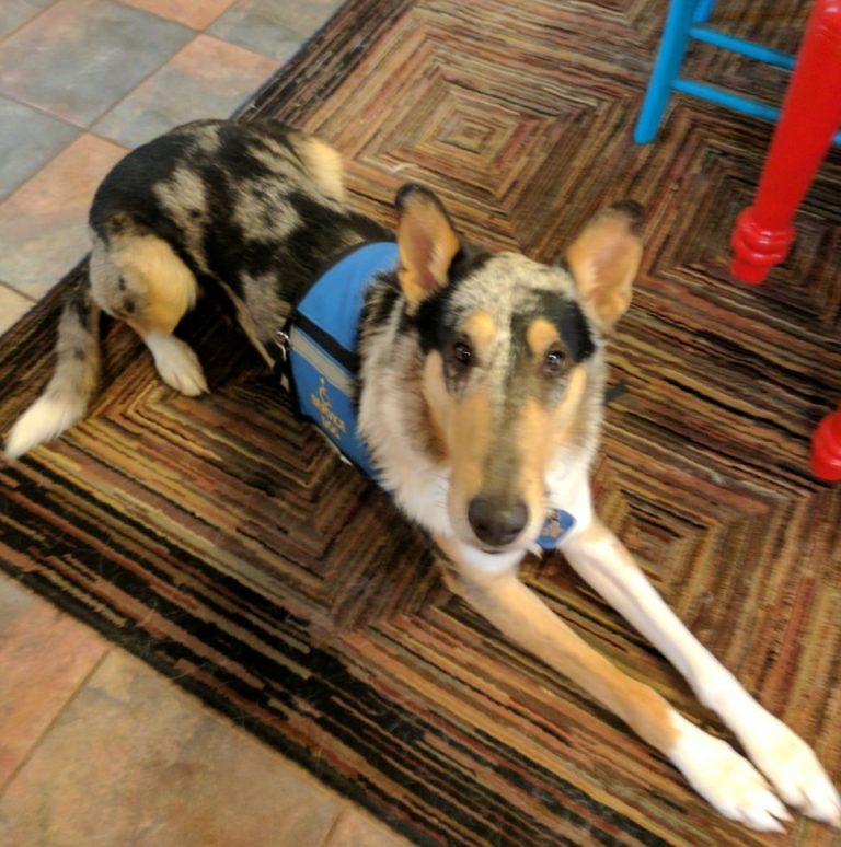 service dog collie