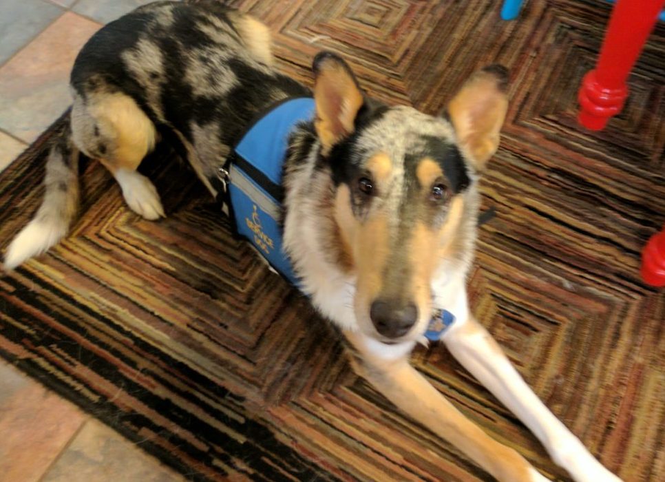 Sneaky Cues and Service Dogs