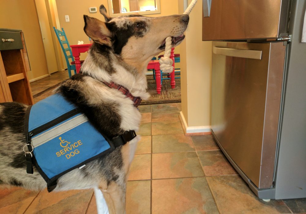 Service Dog Training Gear