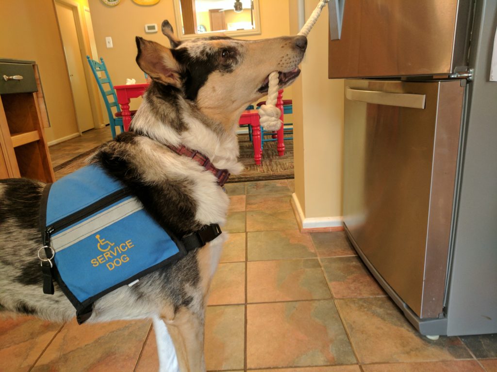 collie opening a refrigerator