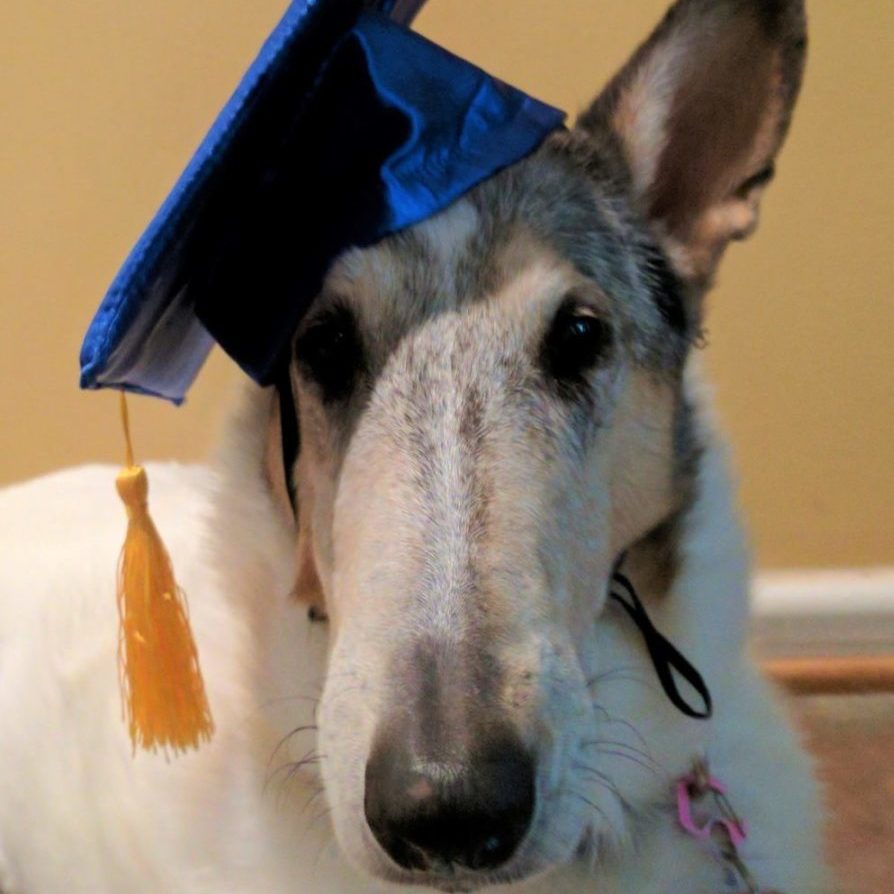Collie wearing graduation hat