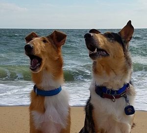 smooth collie barking