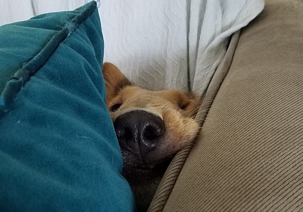 Too Tired to Train?