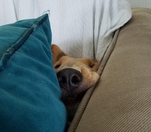 sleeping smooth collie