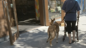 smooth collie with woman using a walker
