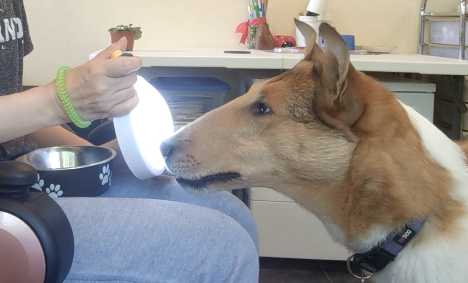 Service dog touching a light.