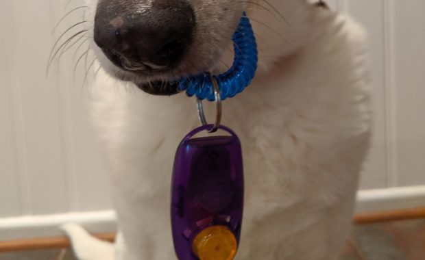 Collie holding clicker