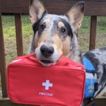 service dog holding medical bag