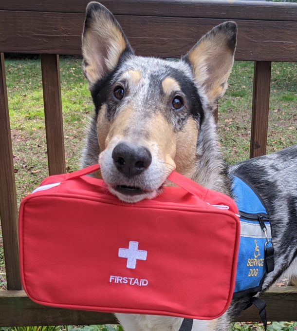 service dog holding medical bag