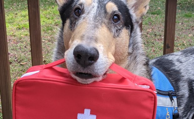 service dog holding medical bag