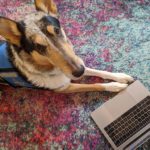 service dog with laptop