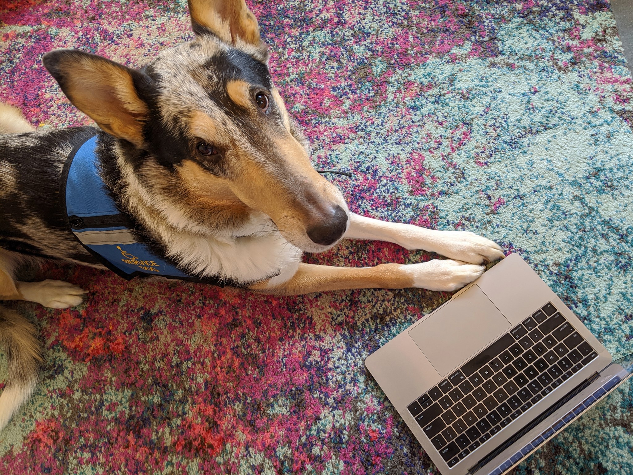service dog with laptop