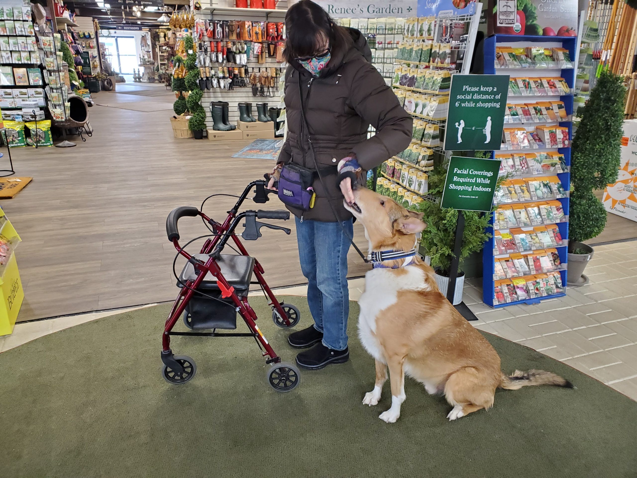 Woman using walker wearing mask giving treat to service dog in training.