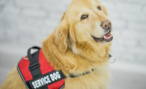 Golden retriever service dog