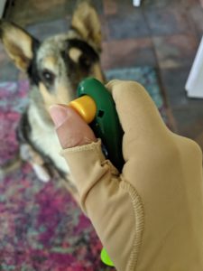 hand in compression glove holding clicker dog sitting in background