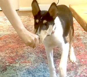collie puppy touching closed fist with nose