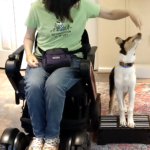collie puppy next to wheelchair, trainer in in wheelchair holding hand with treat above puppy's nose. The puppy's front feet are on a platform.