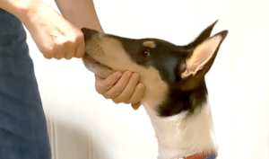 A collie pup resting chin on trainer's hand. Dog trainer giving treat with the other hand.