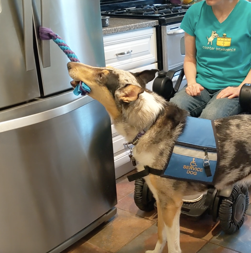 service dog pulling a tether to open a refrigerator door. woman in wheelchair behind the dog