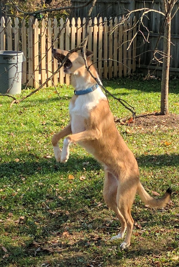 Collie jumping and grabbing a branch from a tree