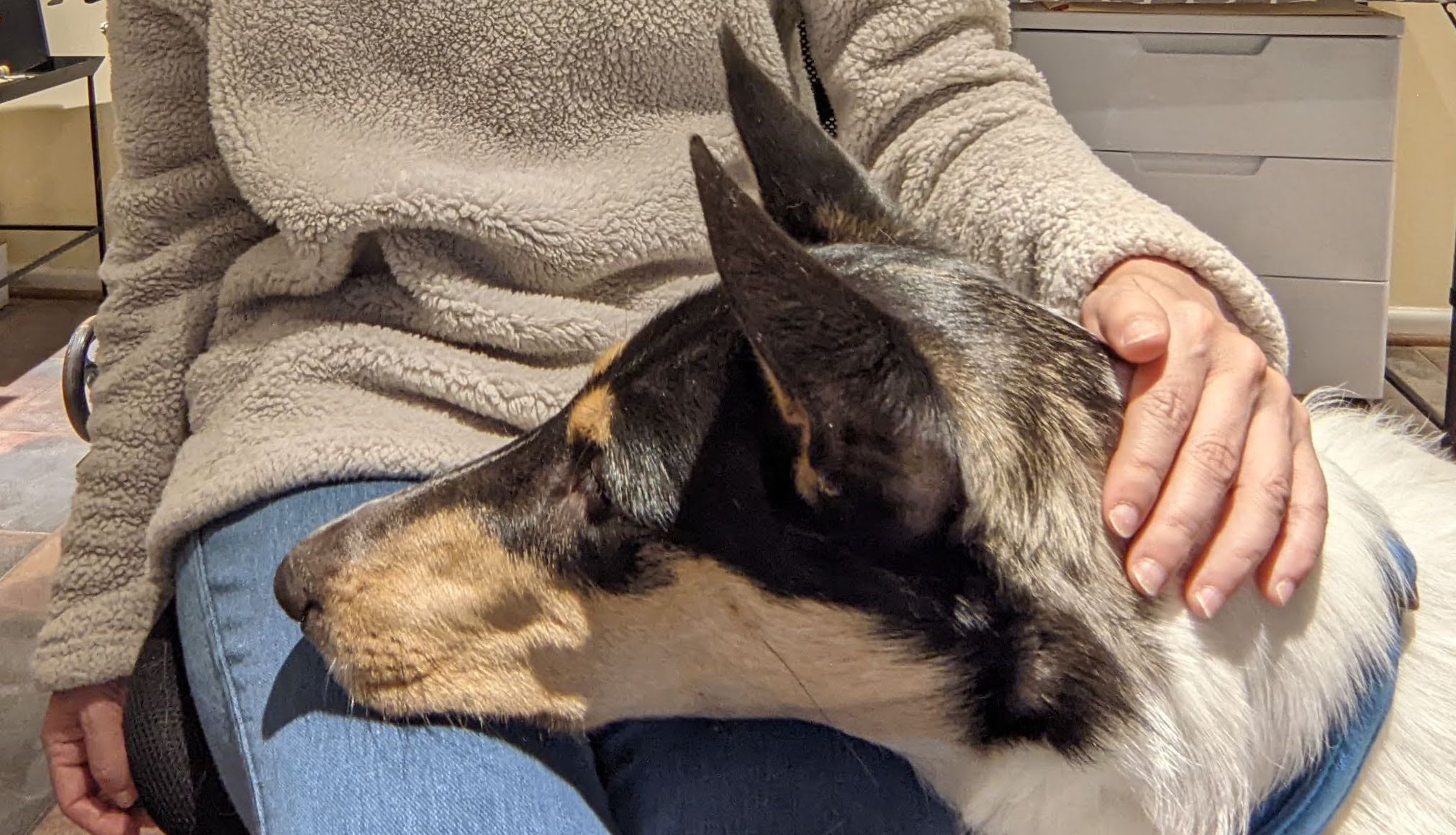 Collie with head on woman's lap, while woman pets dog