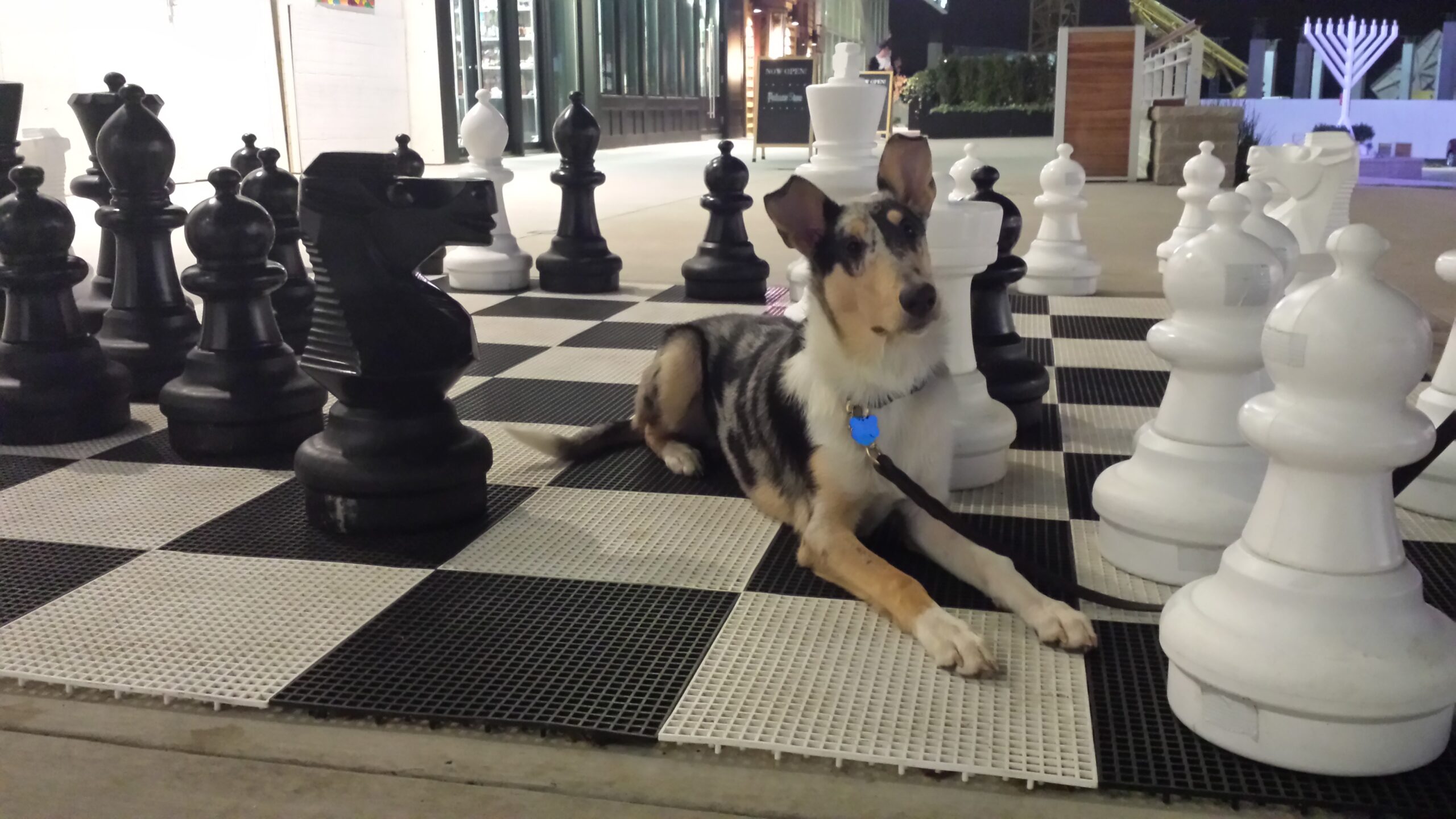 smooth collie puppy lying down surrounded by chess pieces