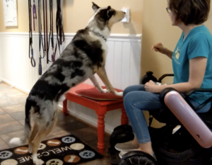 Service dog flipping light switch, the dog is stepping on a bench to reach the switch. A woman in a wheelchair is next to the dog.